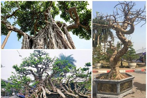 Dàn bonsai thế lạ xuống phố 'thách thức' đại gia Hà Nội