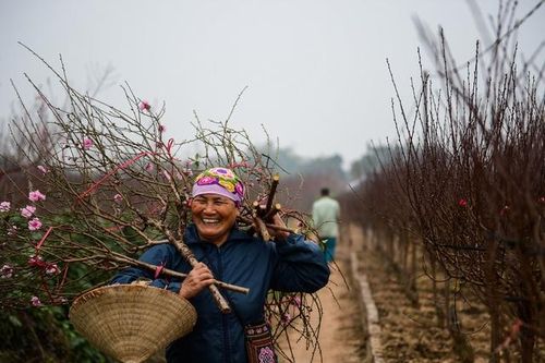 Thời tiết thuận lợi, đào Nhật Tân hứa hẹn một vụ bội thu