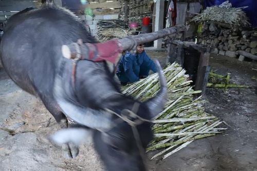 Hà Tĩnh: Về làng dùng trâu 'kéo che' làm mật