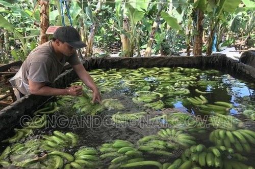 Phát hiện hơn 20 ngàn kg chuối ngâm nước, phun thuốc hóa chất nhãn hiệu Trung Quốc