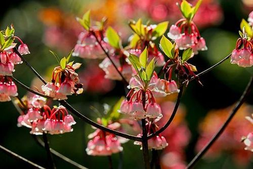 Say đắm cùng hoa đào chuông trên đỉnh Bà Nà