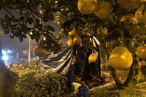 Dân buôn thức trắng đêm 'canh' đào, bưởi trên vỉa hè Hà Nội