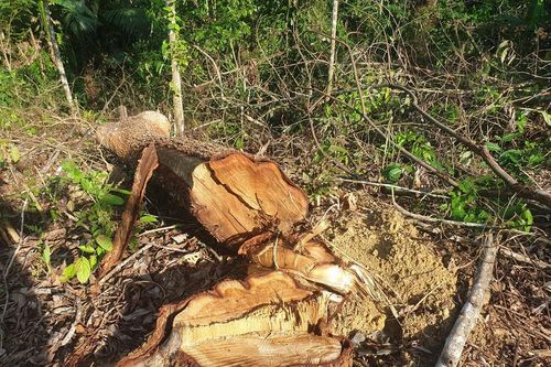 Cận cảnh khu rừng phòng hộ bị bán trái phép