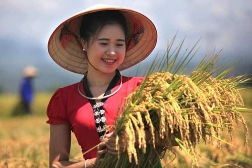 Nếp Tan Tú Lệ