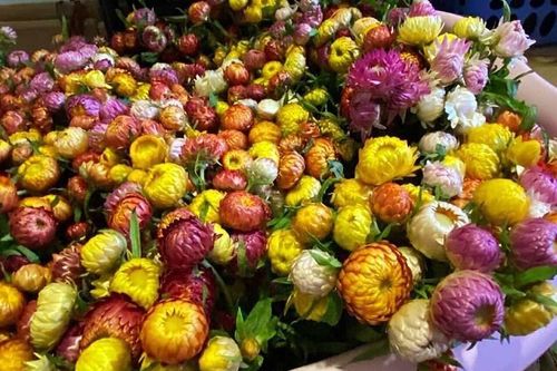 Hoa cúc lạ chết khô vẫn không tàn: Hàng Tàu chơi Tết Tân Sửu