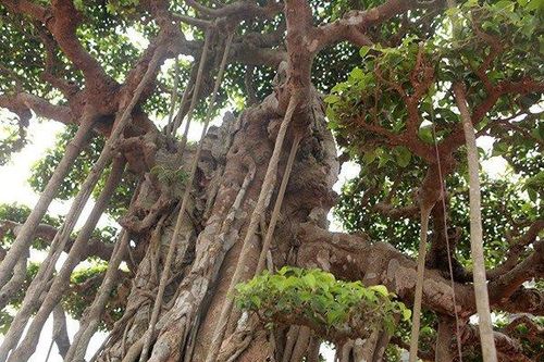 Mãn nhãn siêu cây sanh dáng 'lạ', đại gia sẵn sàng mua đứt 7 tỷ