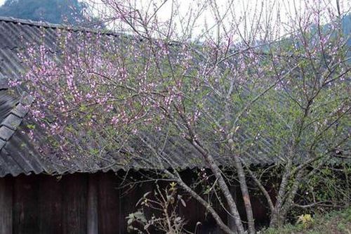 Gặp khó vì đào trồng trên đất nương 'chưa có sổ'