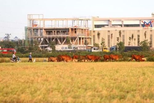 Thời gian sang tên sổ đỏ đất nông nghiệp năm 2021 là bao lâu?