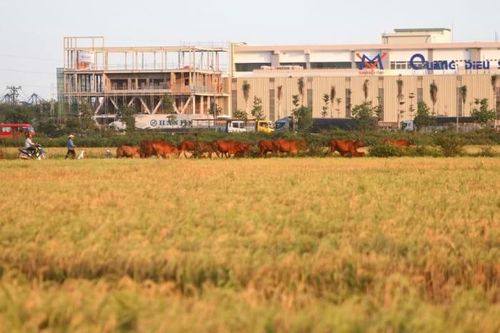 Lưu ý: Muốn xây nhà trên đất nông nghiệp năm 2021, đừng quên điều quan trọng này