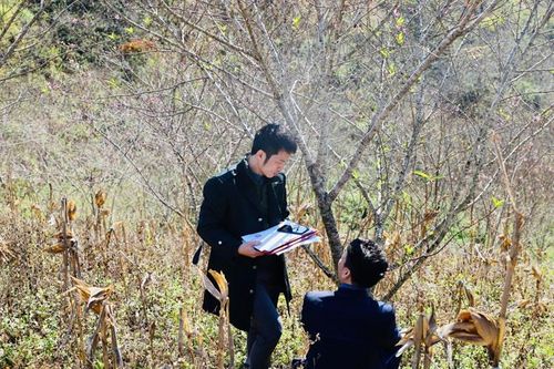 Sơn La thí điểm dán tem truy xuất cho đào trồng