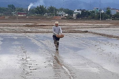 Tập trung sản xuất vụ đông xuân