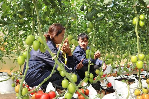 Khảo sát rau, hoa Lâm Đồng phục vụ thị trường TP Hồ Chí Minh dịp tết