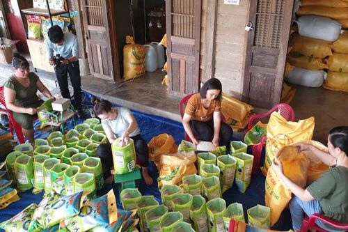 Thu hoạch đặc sản nếp quýt Đạ Tẻh phục vụ thị trường tết