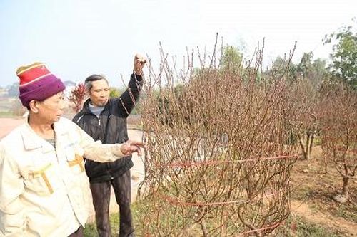 Thị xã Phú Thọ: Tập trung phát triển làng nghề