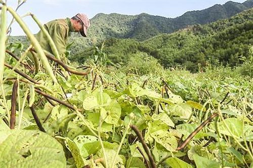 Phát triển sản xuất, nâng cao thu nhập cho người dân trong xây dựng nông thôn mới