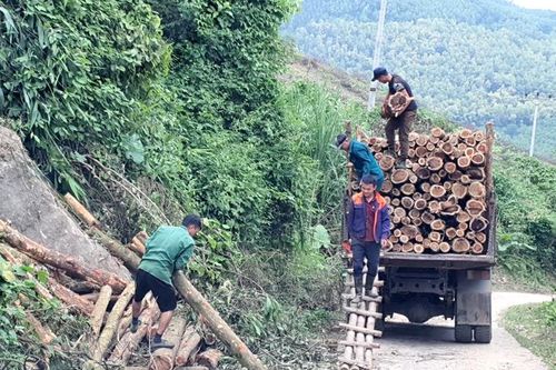 Tập trung khai thác gỗ rừng trồng ngay từ đầu năm