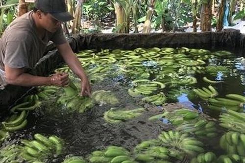 Hơn 2 tấn chuối ngâm hóa chất chuẩn bị bán dịp Tết