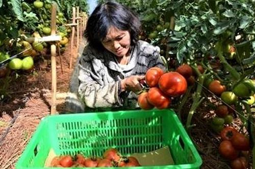 Gần 800.000 tấn rau Đà Lạt phục vụ thị trường Tết