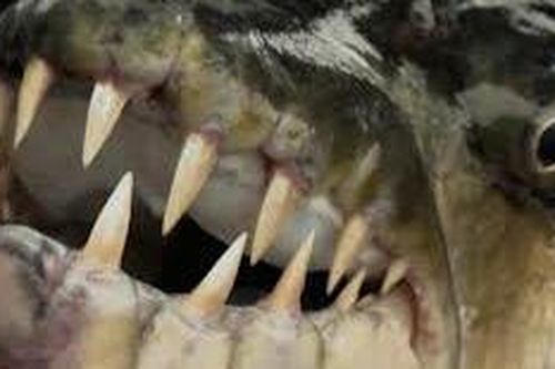 Cận cảnh săn cá hổ 'bạo chúa' trên sông Congo