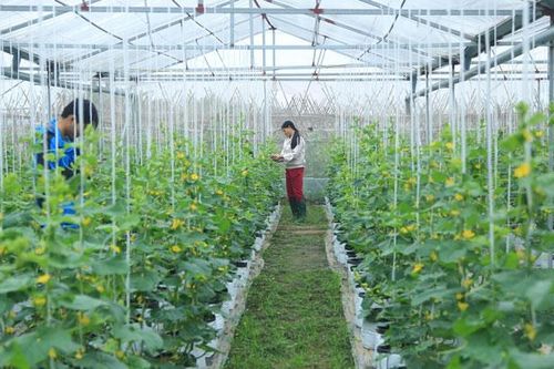 Đưa khoa học và công nghệ đến với nông dân: Mở cánh cửa phát triển
