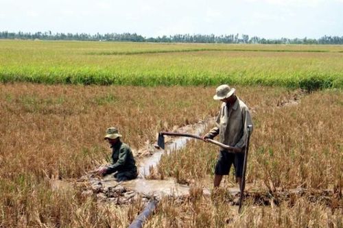 Theo dõi xâm nhập mặn, chỉ đạo sản xuất nông nghiệp tại Đồng bằng sông Cửu Long