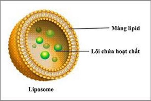 Liposom - Công nghệ bào chế thuốc hiện đại