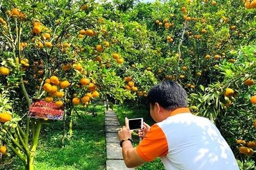 Vườn quýt hồng trĩu quả ở Lai Vung