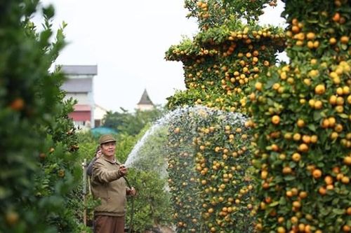 Hưng Yên: Chiêm ngưỡng vườn quýt lục bình 'tiền tỷ'