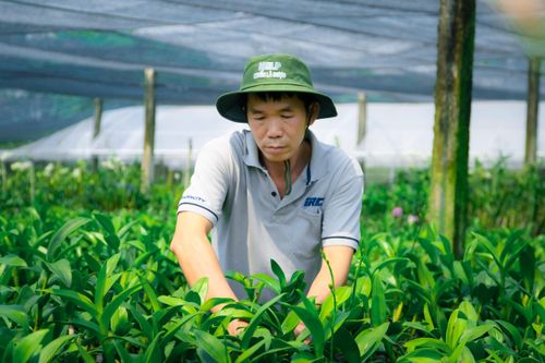 Vườn lan 12.000 m2 ở TP.HCM thất thu dịp Tết