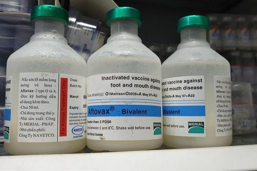 Công ty sản xuất vaccine tả lợn châu Phi, giá cổ phiếu tăng 50%/tuần