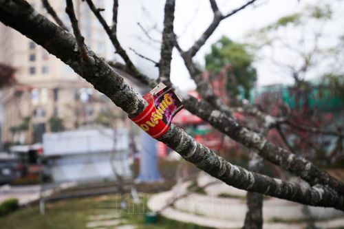 Đào Vân Hồ được dán tem chứng thực phục vụ người dân Hà Nội chơi Tết