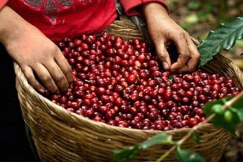 Giá cà phê hôm nay 23/1: Cơ hội ở thị trường Bắc Âu; Giá hồ tiêu có thể tăng nhẹ vào cuối tháng Giêng