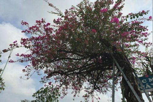 Cây cảnh 'độc, lạ' giá 'khủng': Ít người mua, chỉ để trưng bày là chính