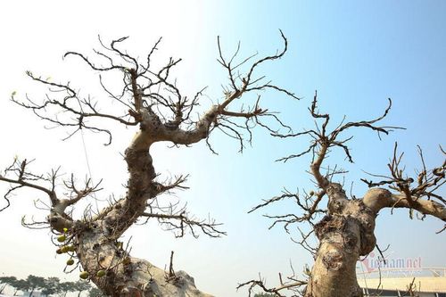 Chậu sung trăm tuổi trụi lá, hét giá 200 triệu ở Hà Nội