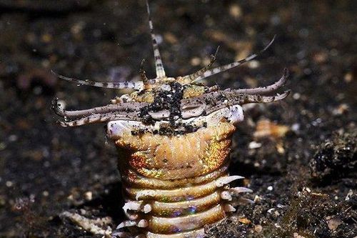 Khai phá bí ẩn về giun ăn thịt khổng lồ lang thang dưới đáy biển sâu