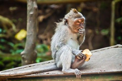 Những con khỉ tại đền Uluwatu, Bali có khả năng nhận biết những món đồ giá trị để lấy cắp