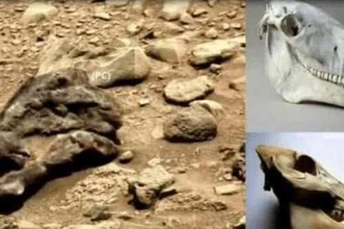 Bí ẩn về sự sống cổ đại trên sao Hỏa - phát hiện vật thể lạ giống hộp sọ khủng long