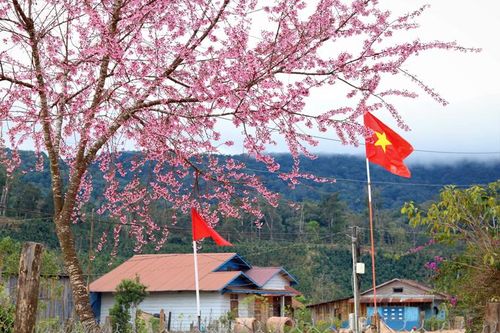 Về Lán Tranh ngắm mai anh đào