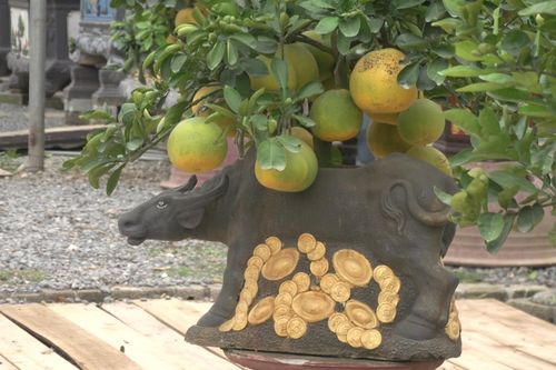 Cận cảnh bonsai 'Trâu cõng bưởi' đón Tết 2021