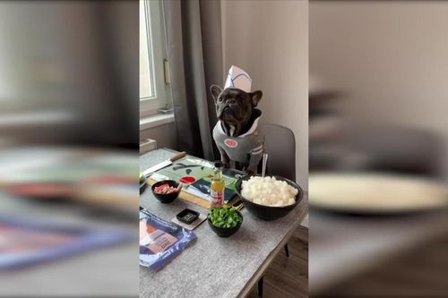 Chó bulldog trổ tài làm món sushi điệu nghệ như 'siêu đầu bếp'