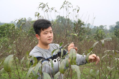 Dân Hà Tĩnh tất bật tuốt lá đào chuẩn bị cho Tết Tân Sửu