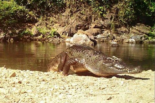 Phát hiện cá sấu Xiêm siêu hiếm