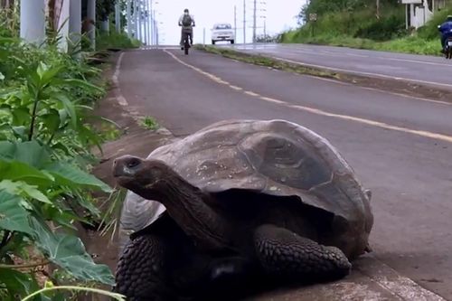 Rùa khổng lồ Galapagos bò giữa đường cái