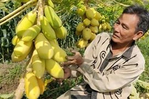 Khan hiếm trái cây tạo hình bán trong dịp Tết