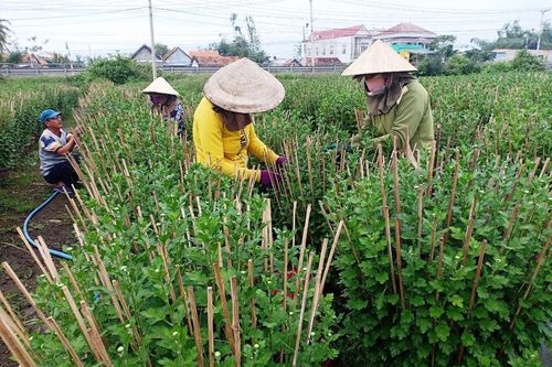 'Thủ phủ' hoa cúc vào xuân