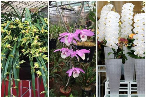 Nhà giàu Việt săn lùng loại lan nào chơi Tết?