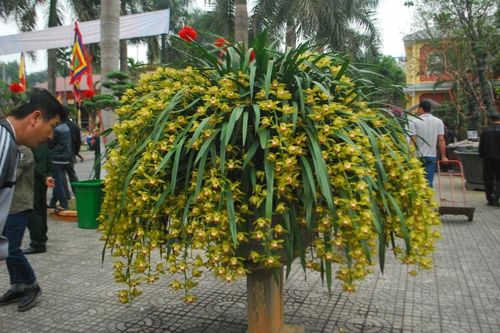 15.000 chậu hoa địa lan quý của Sa Pa phục vụ người chơi Tết