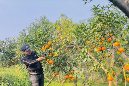 Cam bù vàng rực vào vụ Tết