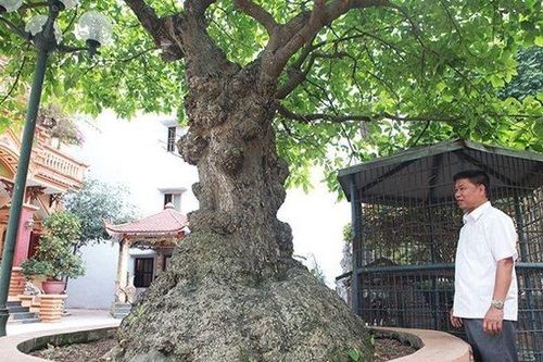 Mãn nhãn cây lộc vừng 'tích tụ phát lộc' thu hút nhiều người yêu cây cảnh đến xem