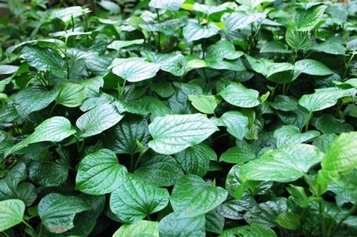 Bài thuốc chữa bệnh đặc biệt hiệu quả từ lá lốt không phải ai cũng biết